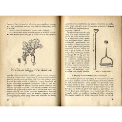 Uprawa okopowych roślin pastewnych