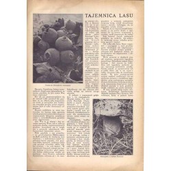 Tęcza. Ilustrowane pismo tygodniowe. R.3 (1929). Z. 48 (30 listopada 1929) / Bogdan Nowakowski / Jacek Malczewski / Józef Weysse