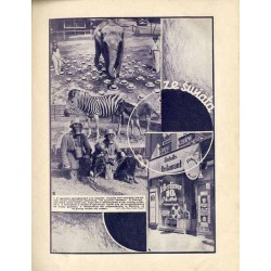 Świat. Pismo tygodniowe ilustrowane. R.26 (1931). Nr 29 (18 lipca 1931)