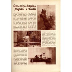 Tęcza. Ilustrowane pismo tygodniowe. R.4 (1930). Z. 41 (11 października 1930) / Antonina Niemczewska / Piła i powiat / Poznań Zo