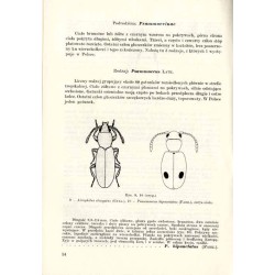 Klucze do oznaczania owadów Polski. Cz.19: Chrząszcze - Coleoptera. Z.57: Spichrzele - Silvanidae