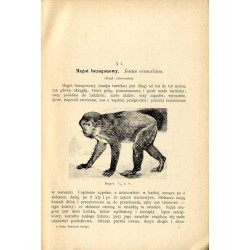 Podręcznik zoologji