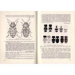 Klucze do oznaczania owadów Polski. Cz.19: Chrząszcze - Coleoptera. Z.67: Ścierowate - Mycetophagodae