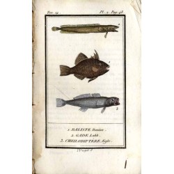 Histoire Naturelle des Poissons. T.4