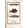 Histoire Naturelle des Poissons. T.4