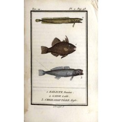 Histoire Naturelle des Poissons. T.4