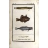 Histoire Naturelle des Poissons. T.4