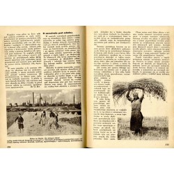 Plon. Ilustrowany miesięcznik rolniczo-ogrodniczy. R.4 (1937). Nr 8 (sierpień 1937)