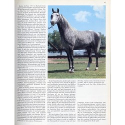 Reitpferde. Rassen. Haltung. Reitschule