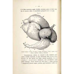 Fizyologia zwierząt ssących domowych