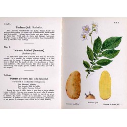 Krebsfeste Kartoffelsorten