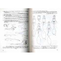 Klucze do oznaczania owadów Polski. Cz.27: Motyle - Lepidoptera. Z.17-18: Roeslerstammidae, Acrolepiidae, Orthotaeliidae