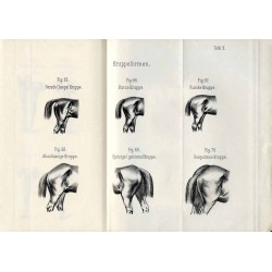 Hippologische Fragen und Antworten