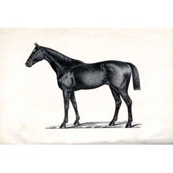 Hippologische Fragen und Antworten