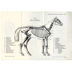 Hippologische Fragen und Antworten