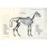 Hippologische Fragen und Antworten