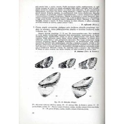 Klucze do oznaczania owadów Polski. Cz.27: Motyle - Lepidoptera. Z.47-50: Notodontidae, Thaumetopoeidae, Thyatiridae, Drepanidae