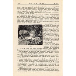 Moje Pisemko. R.28 (1930). Nr 36 (6 września 1930)