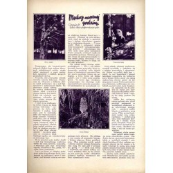 Tęcza. Ilustrowane pismo tygodniowe. R.3 (1929). Z. 40 (5 października 1929) / Zygfryd Kamiński: Św. Franciszek / Witold Noskows