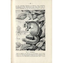 Die Säugetiere des deutschen Waldes. Mit zahlreichen Abbildungen nach Originalzeichnungen von E. Arndt, Rich. Friese, J. Michel,