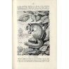 Die Säugetiere des deutschen Waldes. Mit zahlreichen Abbildungen nach Originalzeichnungen von E. Arndt, Rich. Friese, J. Michel,