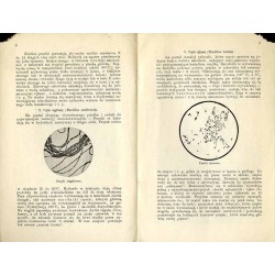 Walka z chorobami zakaźnymi. Oddział Wystawy Hygienicznej urządzony przez Dra Wiktora Legeżyńskiego i Dra Pawła Kučerę. Wystawa