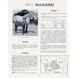 Races chevalines en France