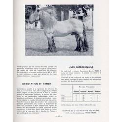 Races chevalines en France