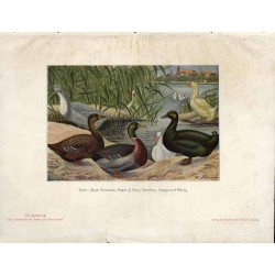 Der Lehrmeister im Garten und Kleintierhof. 6. Jahrgang (1908). Nr 1-52