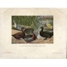 Der Lehrmeister im Garten und Kleintierhof. 6. Jahrgang (1908). Nr 1-52