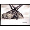 Katja Shadkovska. Rysunki i cytaty. Drawings and quotations