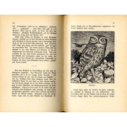 Musikanten und Sänger im Reiche der Tiere. Ein Buch für die Jugend