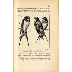 Musikanten und Sänger im Reiche der Tiere. Ein Buch für die Jugend