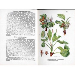 Taschenatlas der Krankheiten des Kern und Steinobstes. 1. Teil: Kernobst