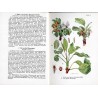 Taschenatlas der Krankheiten des Kern und Steinobstes. 1. Teil: Kernobst