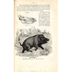 Zoologia dra Fryderyka Schoedlera