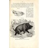Zoologia dra Fryderyka Schoedlera