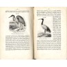 Zoologia dra Fryderyka Schoedlera