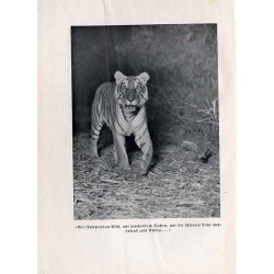 Tiger und Mensch
