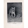 Tiger und Mensch