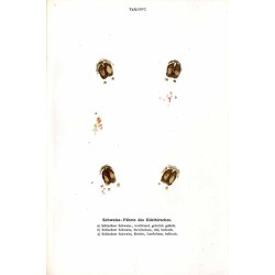 Das Edelwild. Monographischer Beitrag zur Jagdzoologie. Nebst einem Abriss mythisch-historischer Ueberlieferungen