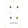 Das Edelwild. Monographischer Beitrag zur Jagdzoologie. Nebst einem Abriss mythisch-historischer Ueberlieferungen