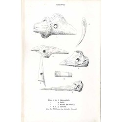 Das Edelwild. Monographischer Beitrag zur Jagdzoologie. Nebst einem Abriss mythisch-historischer Ueberlieferungen