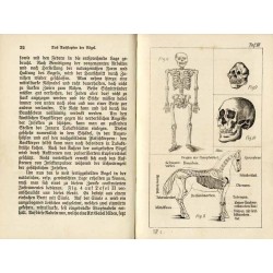 Das Ausstopfen und Skelettisieren von Säugetieren und Vögeln