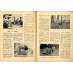 Echa Leśne. Czasopismo ilustrowane. R. 11 (1934). Nr 11 (Listopad 1934) / Puszcza Białowieska