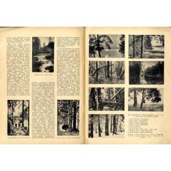 Echa Leśne. Czasopismo ilustrowane. R. 11 (1934). Nr 11 (Listopad 1934) / Puszcza Białowieska