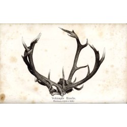 Forstliche Blätter. Zeitschrift für Forst- und Jagdwesen. (1861) H. 2
