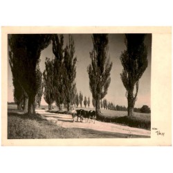 [Ziemia kłodzka. Pejzaż, chłopiec z krowami] 3596 Popp