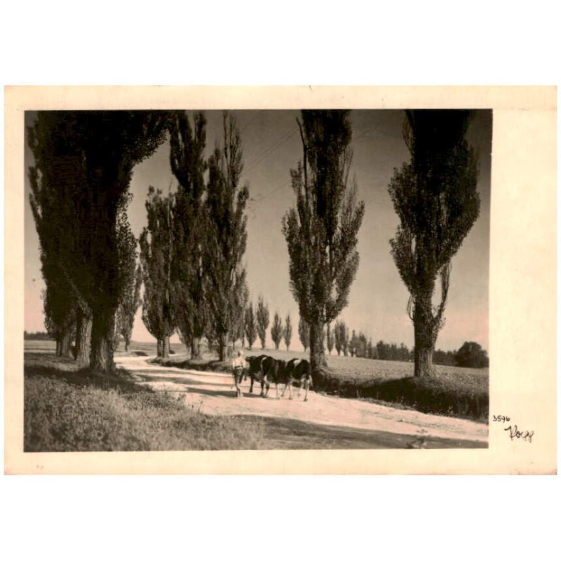 [Ziemia kłodzka. Pejzaż, chłopiec z krowami] 3596 Popp