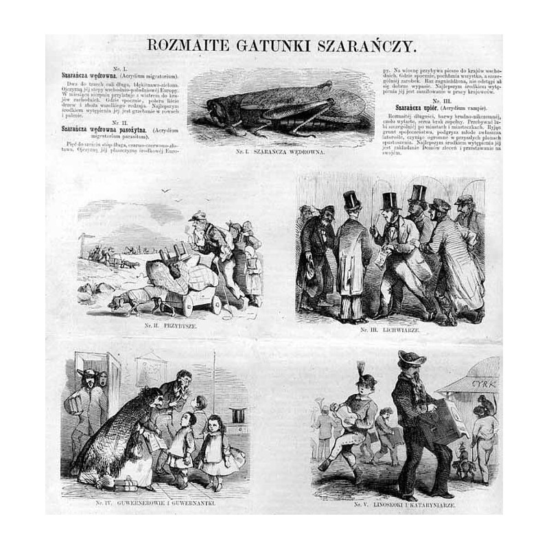 Rozmaite gatunki szarańczy. Nr 1 Szarańcza wędrowna. Nr 2 Przybysze. Nr 3 Lichwiarze. Nr 4 Guwernerowie i guwernantki. Nr 5 Lino